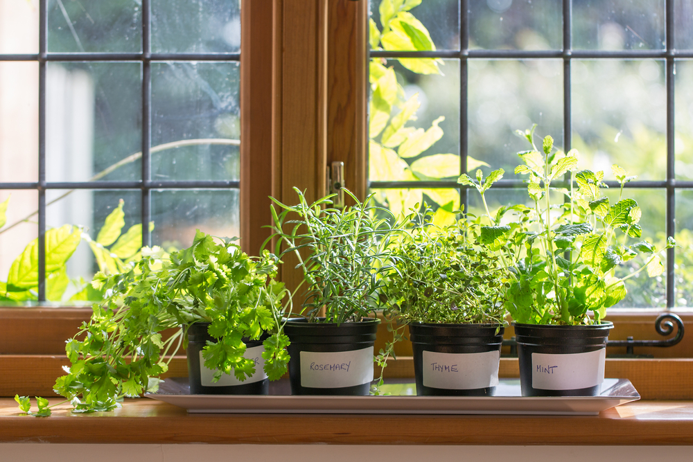 Indoor herb garden in front of a window