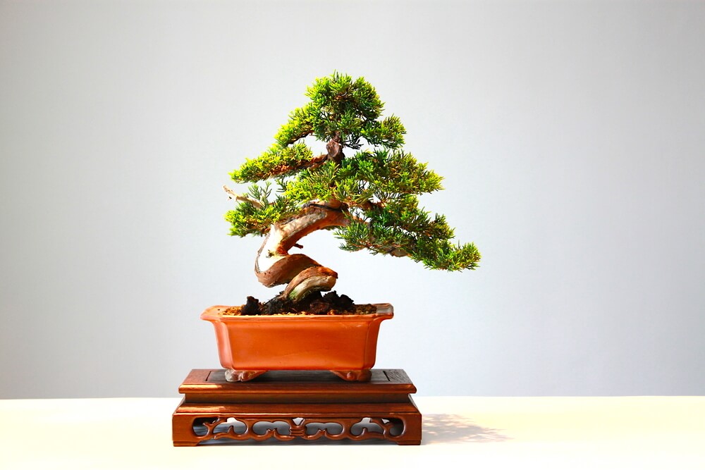 potted bonsai