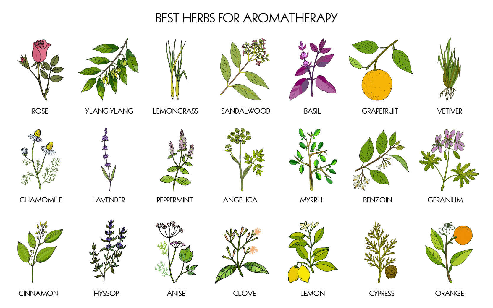 Illustration of different herbs for aromatherapy