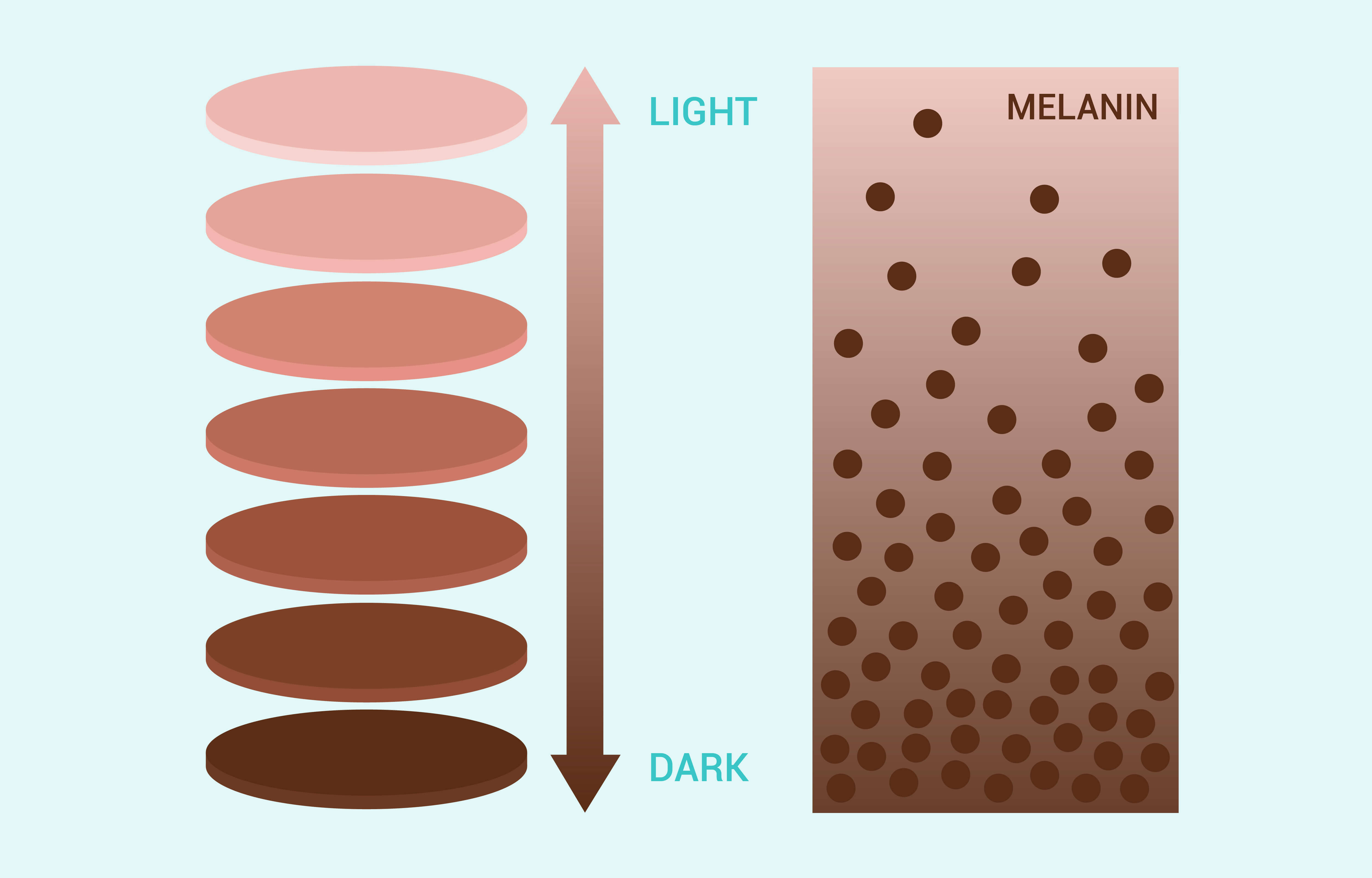 Infographic on melanin and skin tone