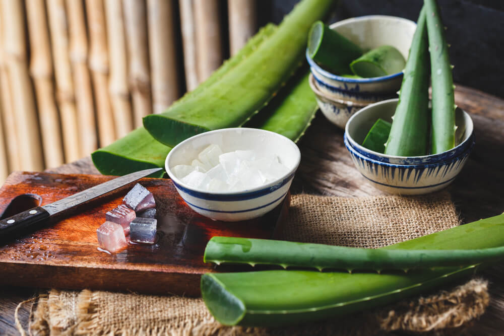 Fresh aloe vera leaves and gel