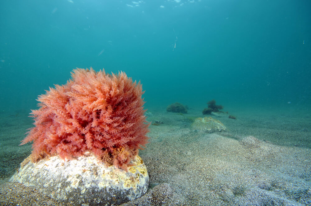 Red coral seaweed growing underwater