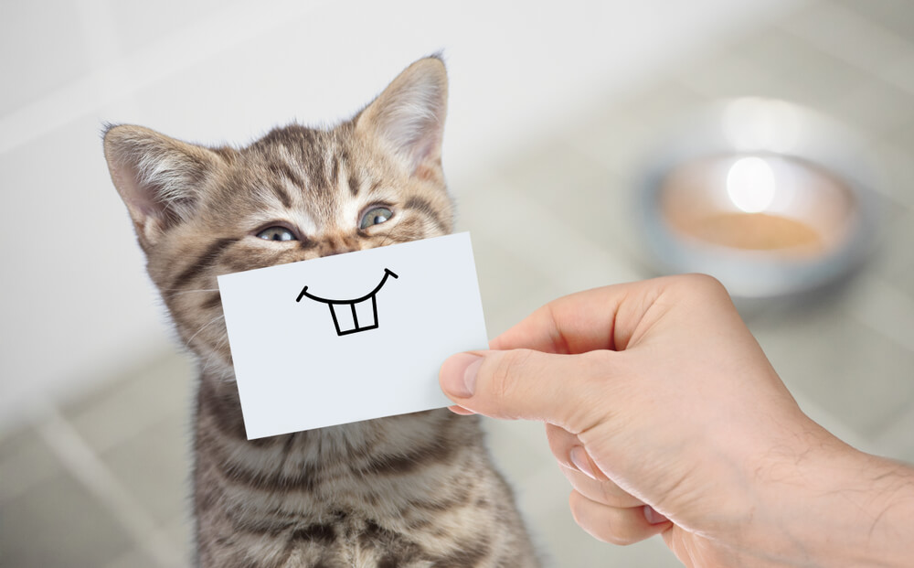 Hand holding drawn smile over cat